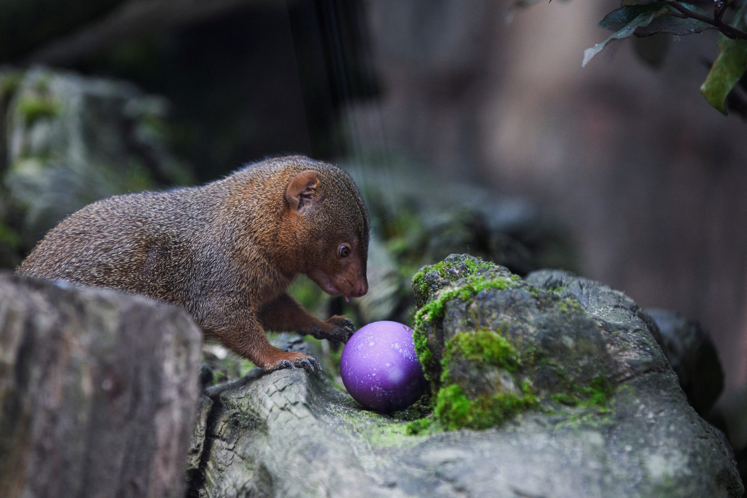 German zoo animals enjoy egg-cellent Easter treats