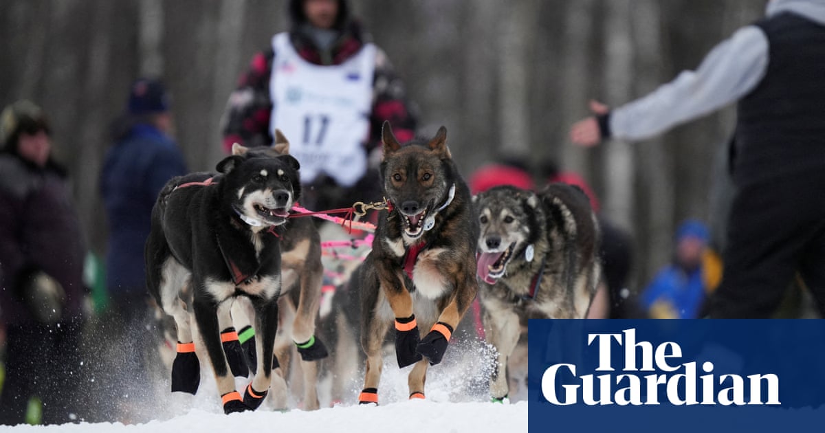 A moose attack, an injured dog, an improper gutting: drama at Alaska’s Iditarod, explained | Alaska