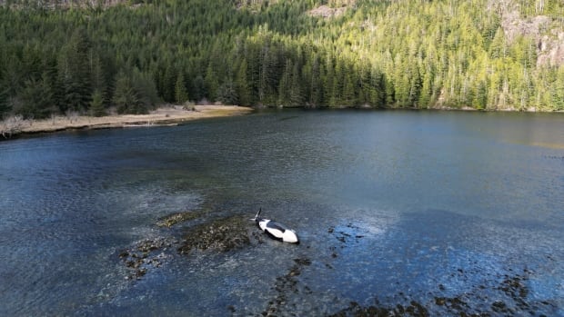 Beached orca in B.C. dies despite life-saving efforts