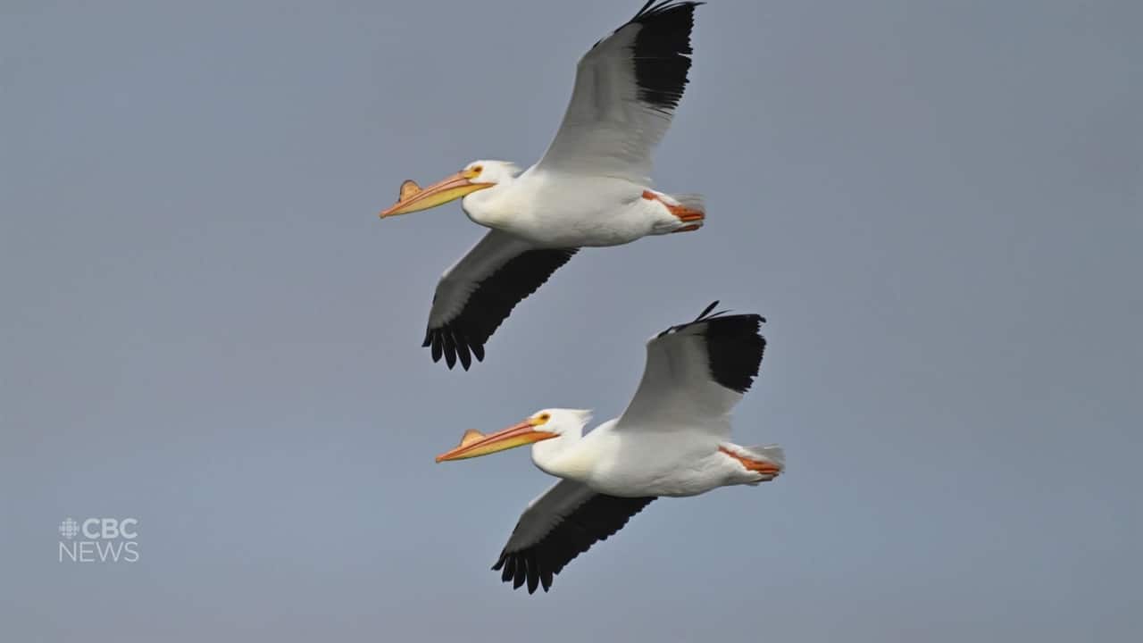Birders flock to Holiday Beach for pelicans