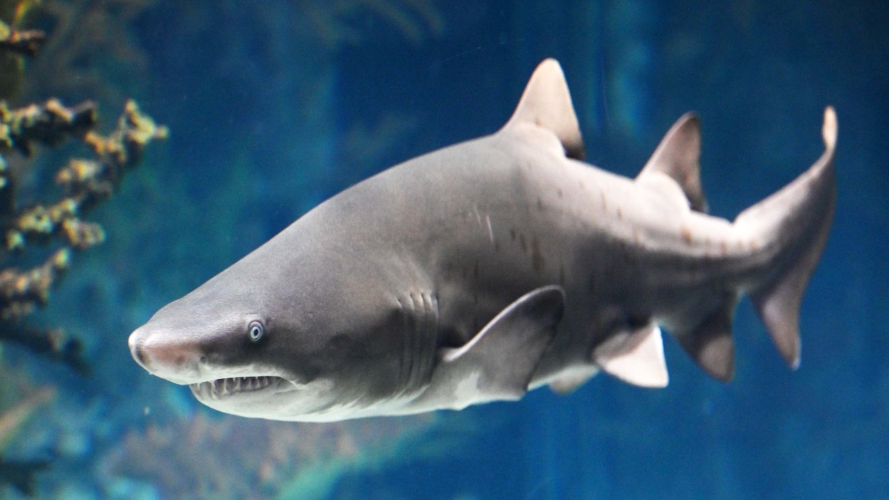 Migratory species threatened with extinction including this one type of sharks