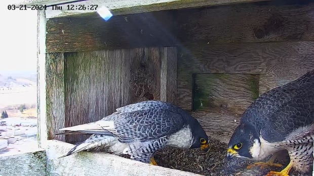 Moncton pair of peregrine falcons ready for their close-up