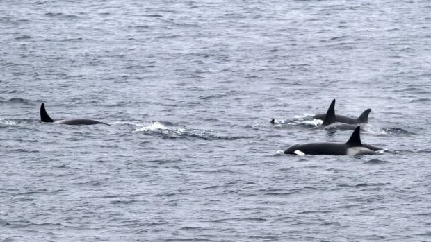 New orca population could be hunting ocean's largest predators: researchers
