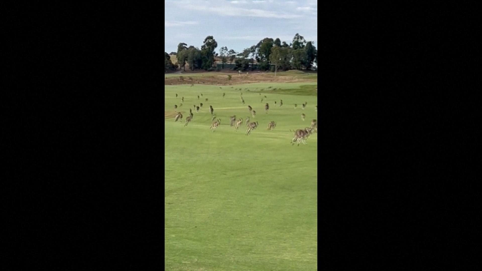 Forget storming the court — these kangaroos stampeded across the links