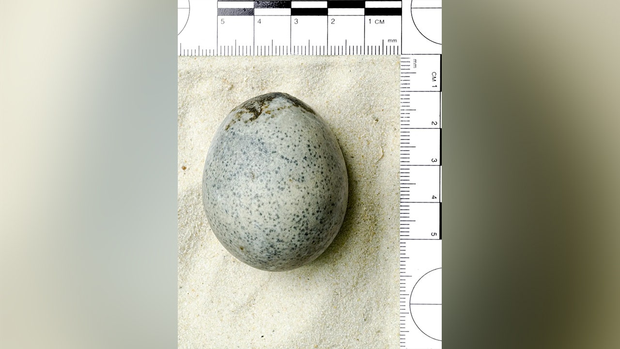 UK researchers ‘blown away’ after discovering 1,700-year-old egg still contains yolk: report