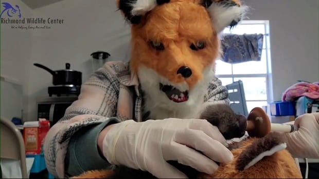 Why is this veterinary assistant dressed like a fox at work?