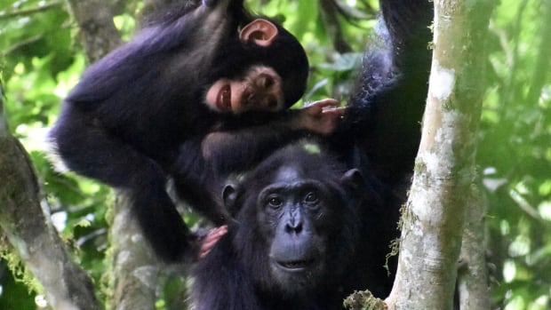 kanywara chimpanzees playing