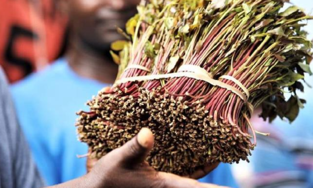 4 Negative Side Effective Of Chewing Miraa that You Shouldn't Ignore
