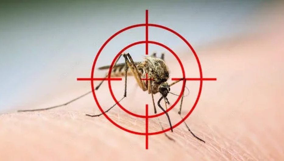 6 natural ways to keep mosquito away from your home