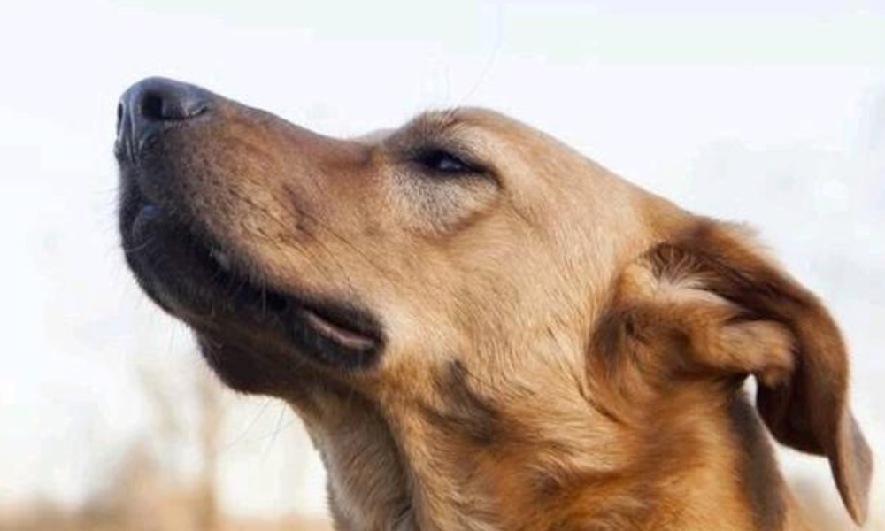 8 things dogs can sense before they happen