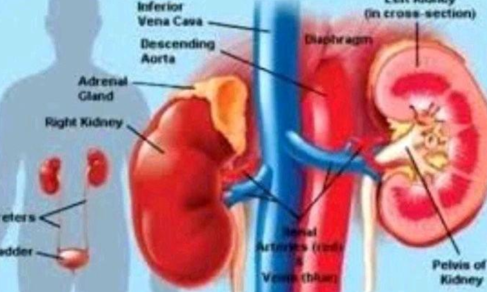 Abuse Of These 3 Drugs Will Destroy Your Kidneys And Your Liver