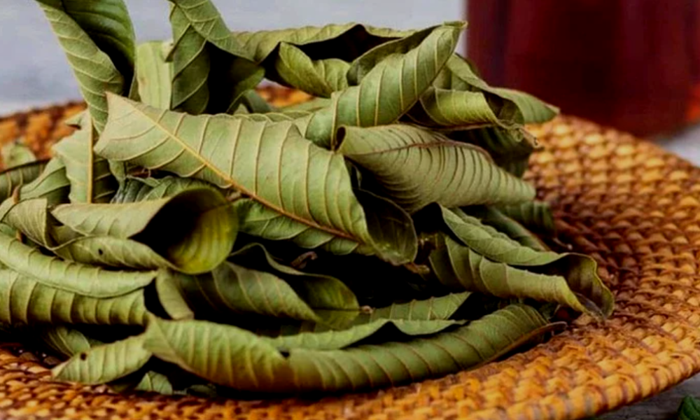 Amazing Health Benefits of Guava Leaf Tea