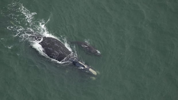 At least 3 right whale calves have died so far this year, conservation group says
