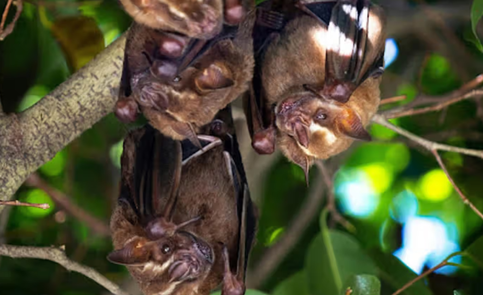 Bats are misunderstood — there are many things we should appreciate about them