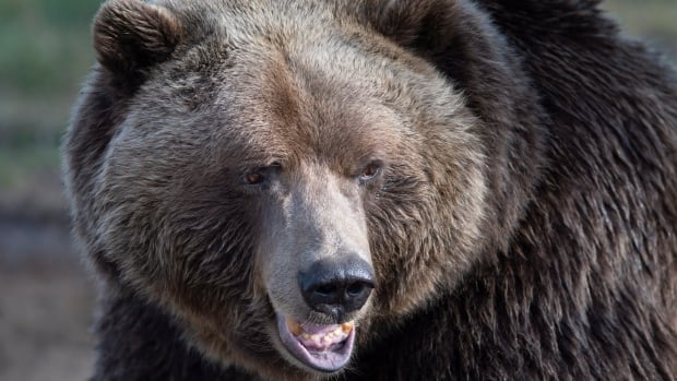 Bear-tracking study celebrates citizen science in Alberta’s grizzly country