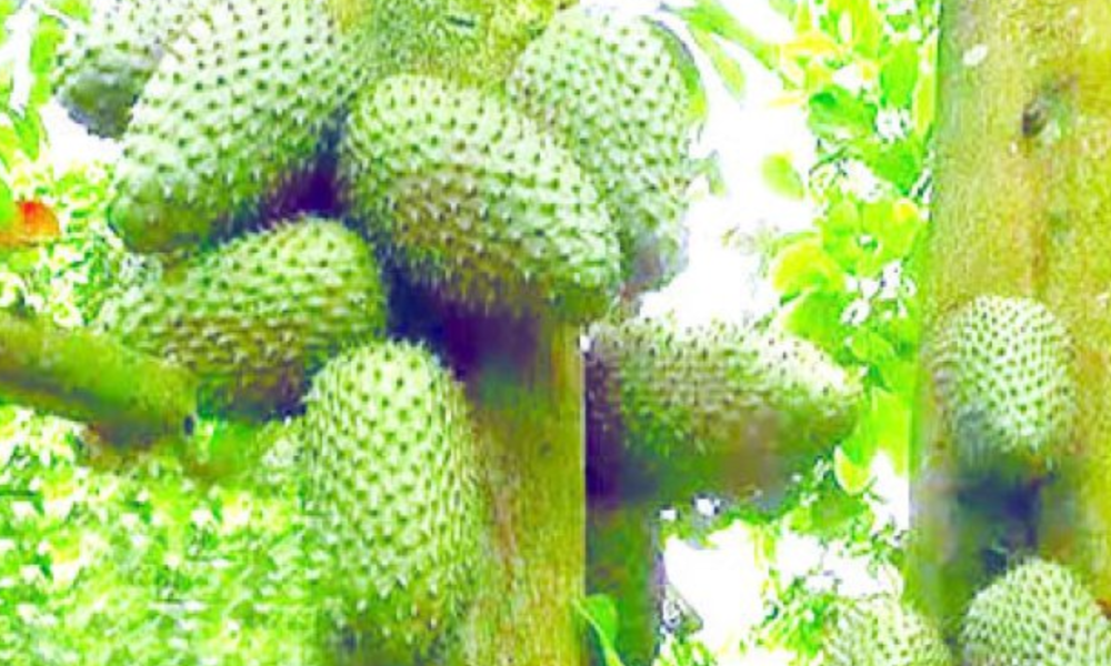 Benefit of Soursop to our health