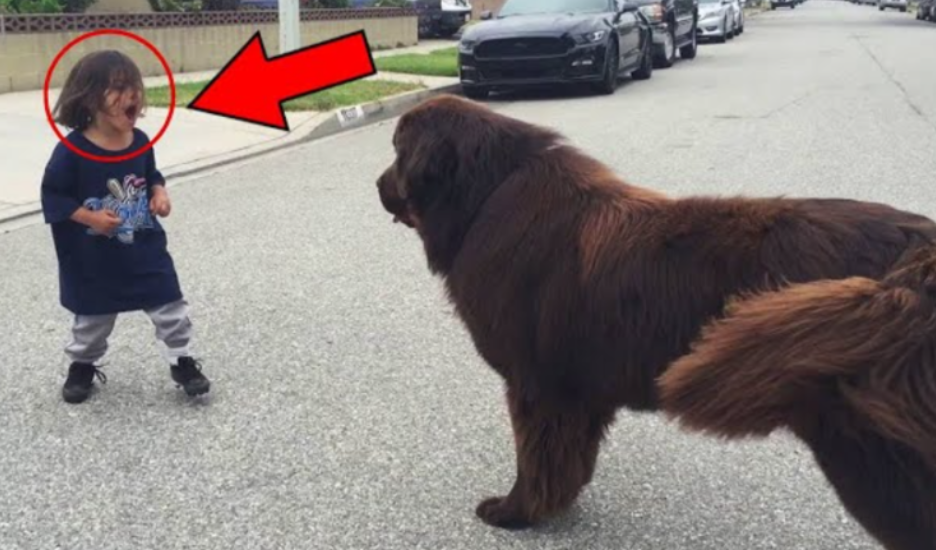 Boy Meets Dog in the Street, No One Expected What Happened Next