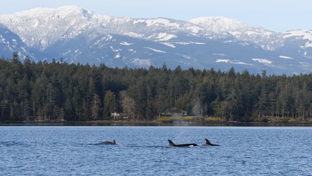 'CSI on the ocean': Whale researchers comb B.C. waters for eDNA