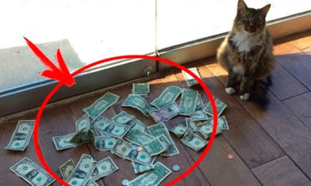 Cat Brought in a Lot of Money Every Day. People Were Shocked When They Discovered the Truth