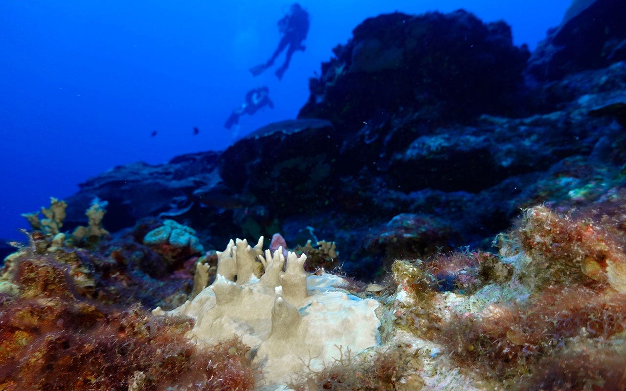 Coral reefs around the world are experiencing mass bleaching, scientists say