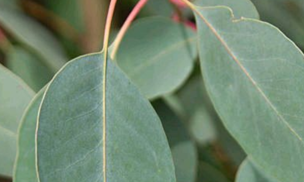Diseases You Can Cure By Eating Eucalyptus Leaves