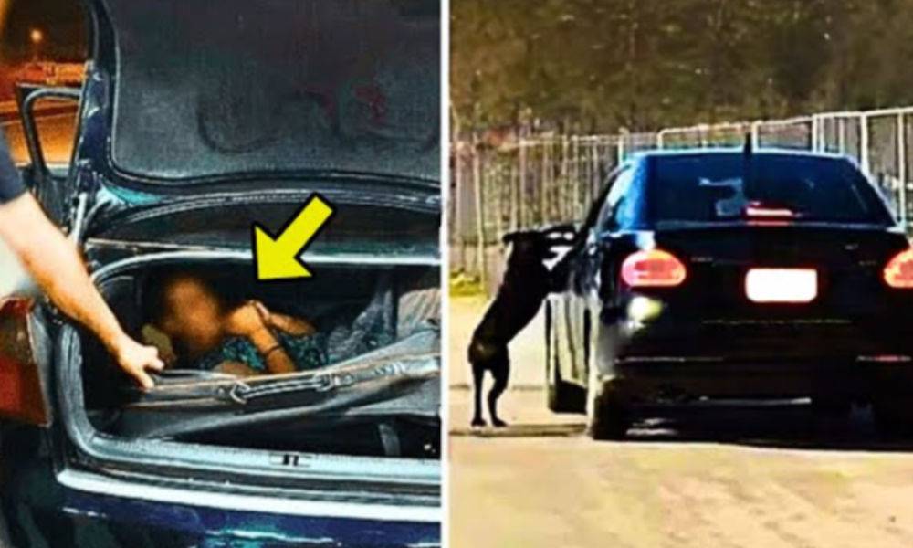 Dog Kept Barking At The Car. Cops Search It And Immediately Calls For Backup!