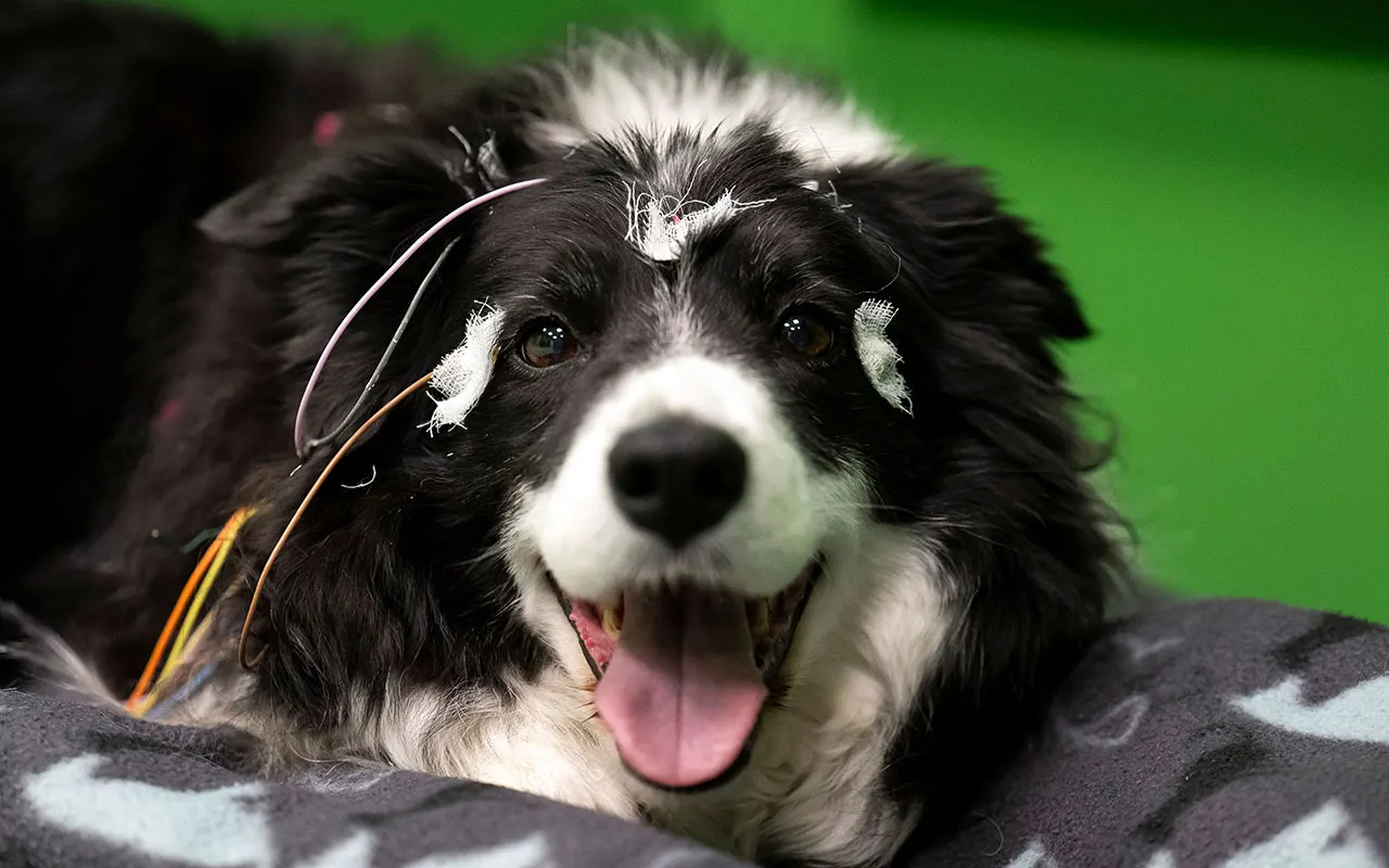 Dogs may actually understand words for their favorite toys, study shows
