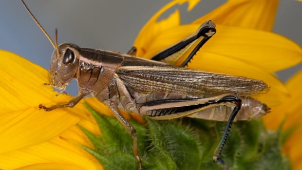 Drought puts Alberta farmers at risk at another scourge of grasshoppers