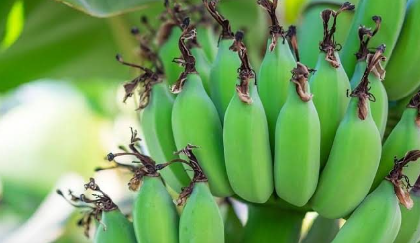 Eat Unripe Bananas If You Have Any Of These Five Diseases