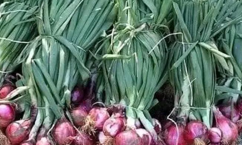 Factors To Consider When Growing Onions In Kenya