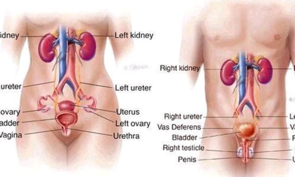 Five Foods That Clean Your Urinary Track And Prevent Kidney Problems