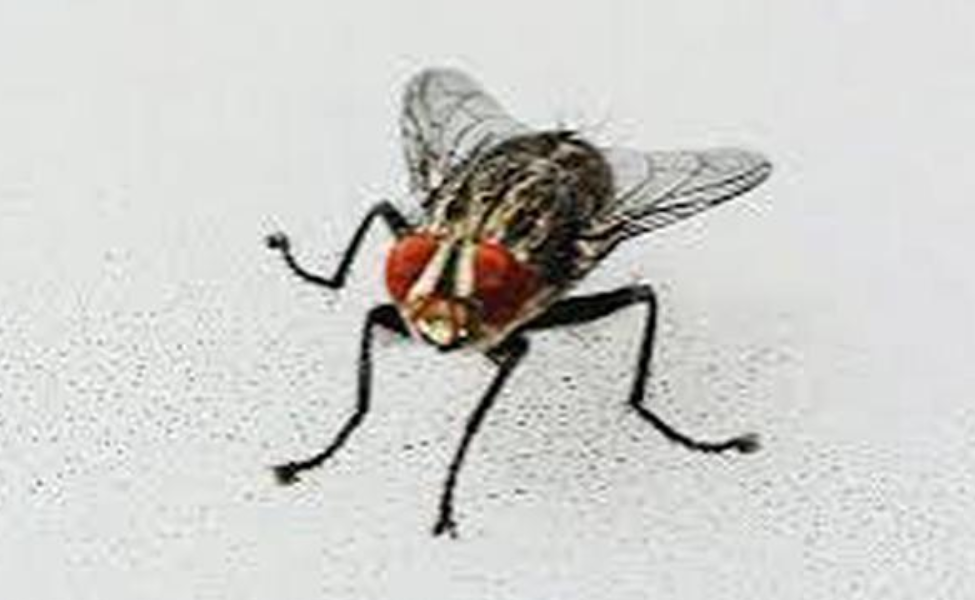 Five things that attract house flies into your house.