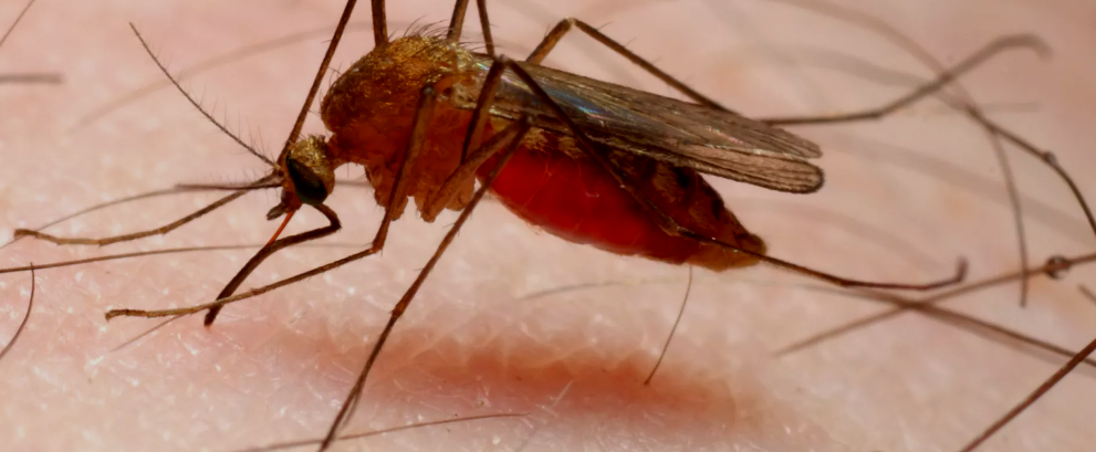How To Treat Malaria Naturally Without Taking Drugs