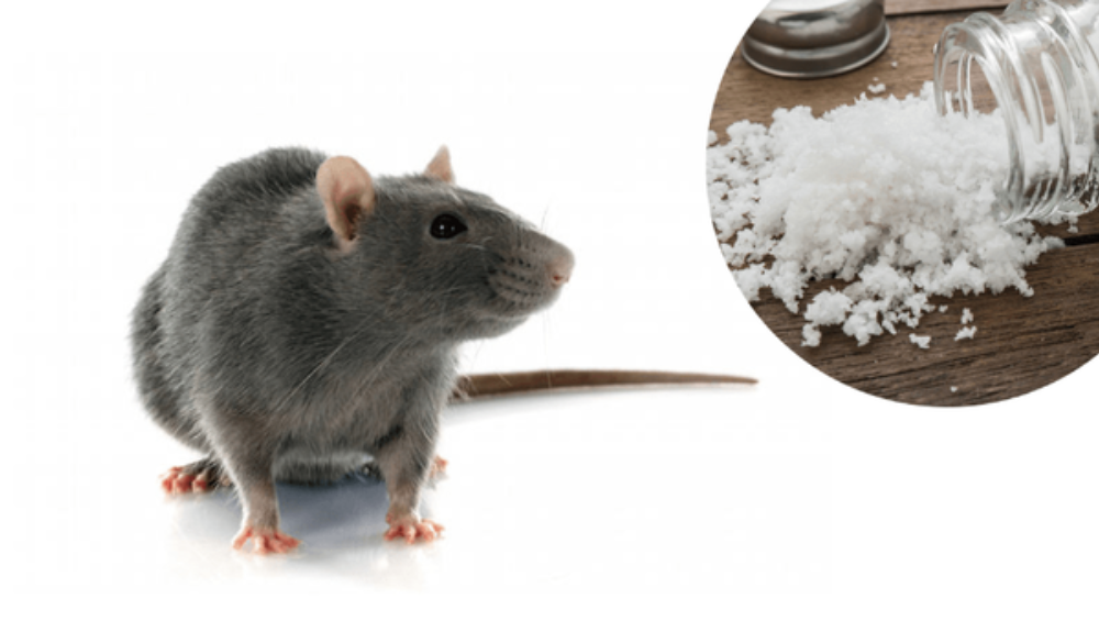 How To Use Salt To Get Rid Of Resistant Rats, Bed Bugs, And Cockroaches In Your Home