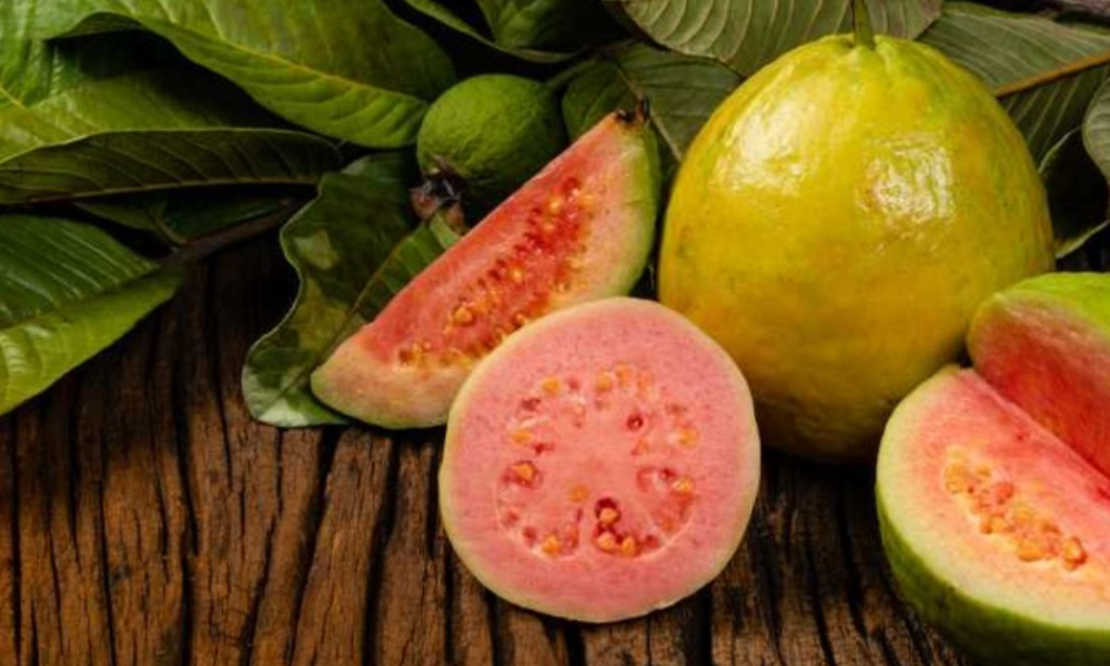 How to Use Guava Leaves for Fertility, Ovulation, Scanty or Lack of Menstruation