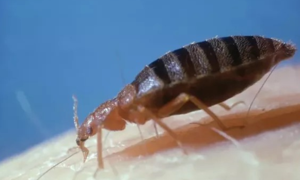 How to 'instantly' kill bed bugs without chemicals