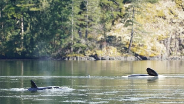 IN PHOTOS | Efforts to free orphaned B.C. orca