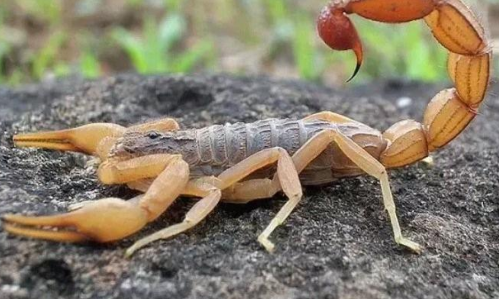 If A Scorpion Stings You At Home Do Not Panic, Do This To Get The Poison Out And Save Your Life