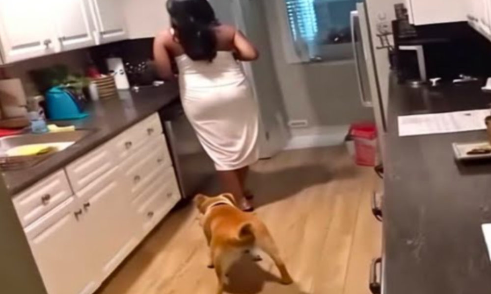 Lady Had No Idea She Was Being Filmed – What Owner Captured Was Shocking
