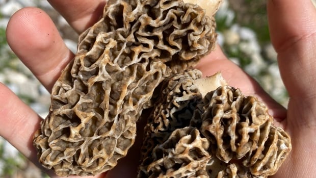 Location, location location: Why real estate’s golden rule also applies to morel mushrooms