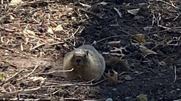 Marmot takes up residence in busy North Vancouver neighbourhood