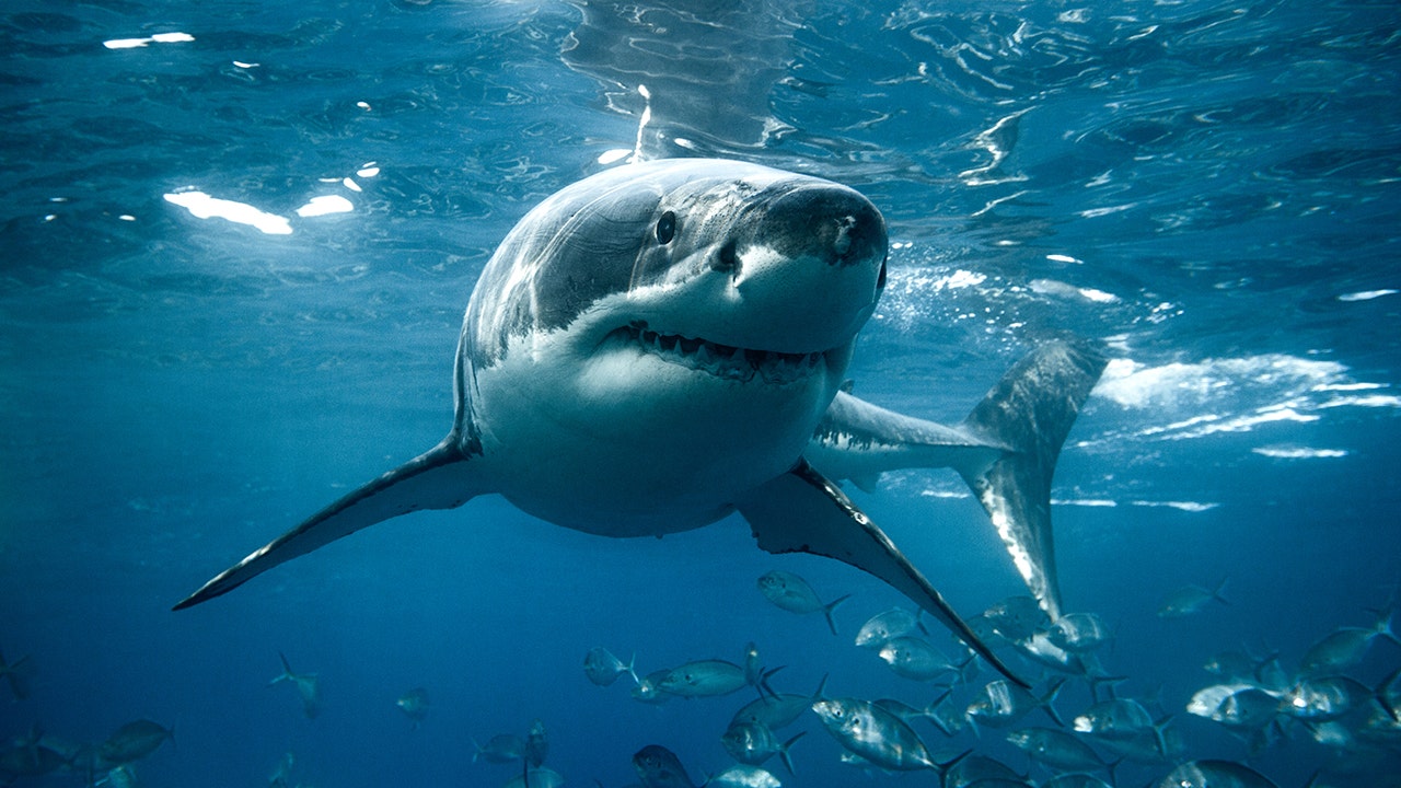 Massachusetts-based marine scientists attach camera to great white for 'shark's-eye view'