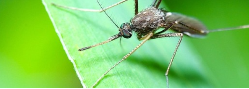 Mosquitoes Dislike The Following Things. Which Will Cause Them Run From Bitting You.