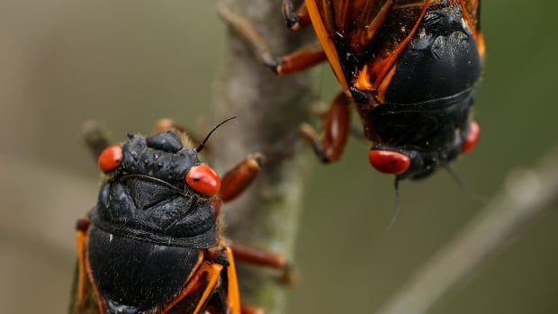Move over, eclipse. A rare, double brood of lustful cicadas are about to take over the skies