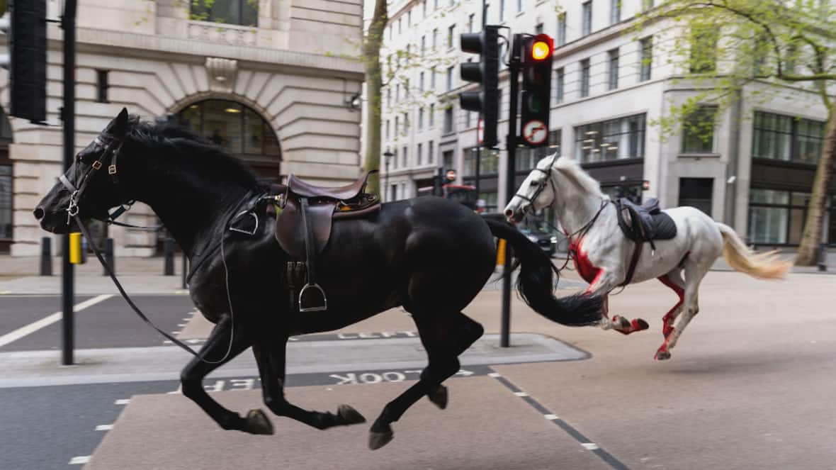 WATCH | Runaway horses cause rush-hour chaos in London