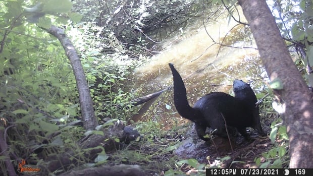 P.E.I. river otters caught on camera as their population grows