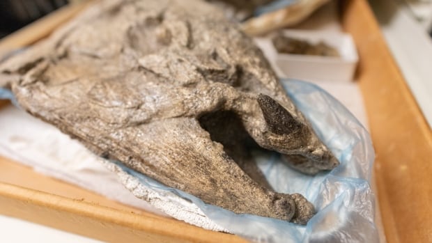 Prehistoric giant ‘sabre-toothed salmon’ renamed after new discovery