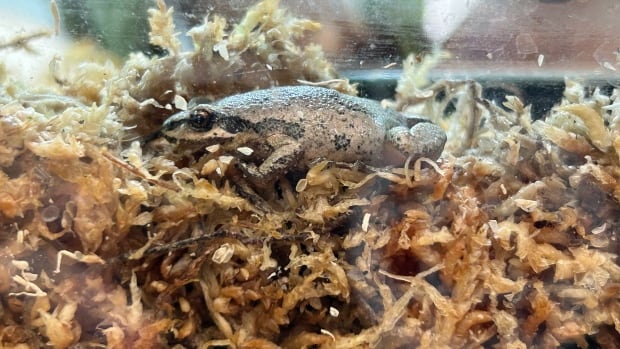 Quebec races to save western chorus frog as city builds road through wetland
