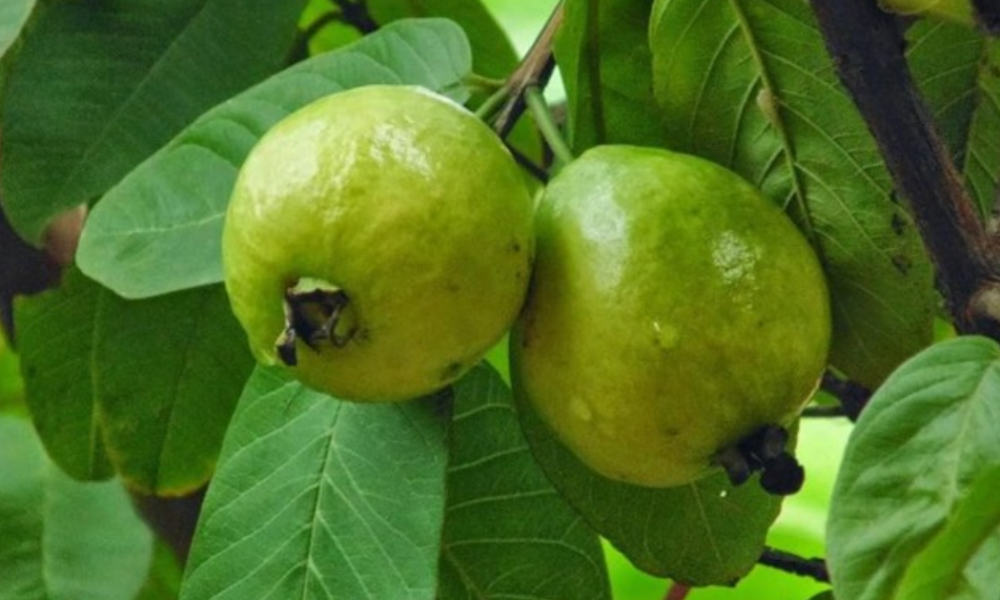 Reasons To Boil Guava Leaves And Drink The Water In Moderation.