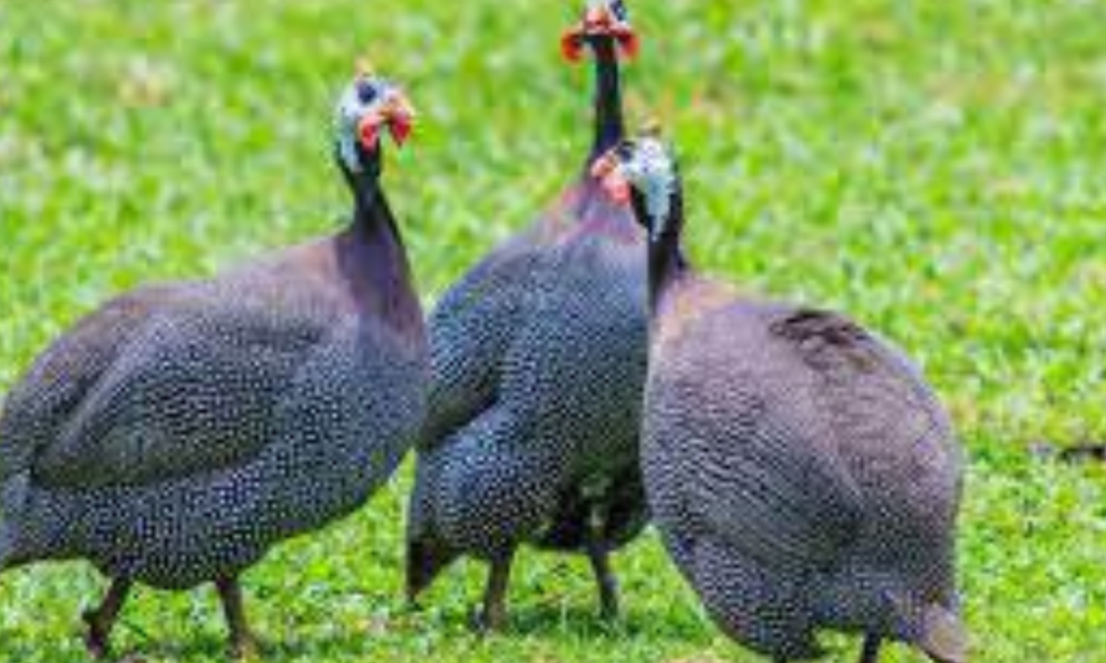 Reasons Why You Should Keep Guinea Fowls At Your Home That No One Will Ever Tell You.